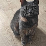 Cracotte participe au concours pour gagner de l'argent avec cette photo : cat, gray_cat, pet, animal, feline, indoor, wooden_floor, curious, sitting, whiskers, green_eyes, fur, domestic_cat, looking_up, alert, close_up, cute, companion, collar, mammal