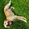 Valko a rejoint le concours — aidez-le/la à gagner de superbes lots ! animal, canine, closeup, collar, dog, fur, grass, greenery, happy, joyful, lying_down, muzzle, nature, outdoor, pet, playful, summer, sunlight, tongue, tongue_out