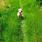 Valko participe au concours pour gagner de l'argent avec cette photo : animal, canine, daylight, dog, field, flora, fur, grass, greenery, happy, leafy, nature, outdoor, path, pet, scenic, summer, sunlight, tongue_out, walking_path