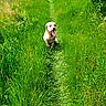 animal, canine, daylight, dog, field, flora, fur, grass, greenery, happy, leafy, nature, outdoor, path, pet, scenic, summer, sunlight, tongue_out, walking_path