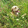 Valko a rejoint le concours — aidez-le/la à gagner de superbes lots ! animal, canine, daylight, dog, field, flora, fur, grass, green, happy, muzzle, nature, outdoor, pet, plants, snout, summer, sunlight, tongue_out, wild