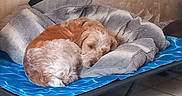 Valko participe au concours pour gagner de l'argent avec cette photo : bed, blanket, blue, canine, cozy, curled_up, cushion, dog, domestic_animal, fur, furry, gray, indoor, nap, pet, quiet, relaxation, resting, sleeping, tiled_floor