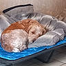 bed, blanket, blue, canine, cozy, curled_up, cushion, dog, domestic_animal, fur, furry, gray, indoor, nap, pet, quiet, relaxation, resting, sleeping, tiled_floor