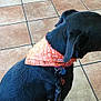 Nova is registered to the contest to win money with this photo: dog, black_dog, bandana, orange_bandana, pet, animal, indoor, tile_floor, flooring, leash, collar, side_view, looking_away, canine, domestic_animal, fur, ears, tongue, sitting, quiet