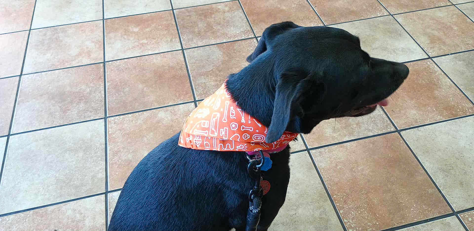 Nova is registered to the contest to win money with this photo: dog, black_dog, bandana, orange_bandana, pet, animal, indoor, tile_floor, flooring, leash, collar, side_view, looking_away, canine, domestic_animal, fur, ears, tongue, sitting, quiet