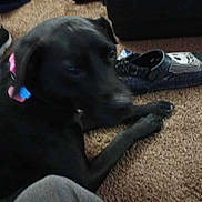 Nova joined the competition — help win amazing prizes! dog, black_dog, carpet, shoe, footwear, pet_carrier, indoor, floor, collar, animal, pet, lying_down, blurred, cozy, messy, room, domestic, casual, relaxed, companion