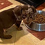 Artus participe au concours pour gagner de l'argent avec cette photo : puppy, dog, food_bowl, dog_food, tile_floor, brown, speckled, pet, indoor, curious, young_dog, canine, animal, floor, kitchen, looking_up, snack_time, domestic, companion, small_dog