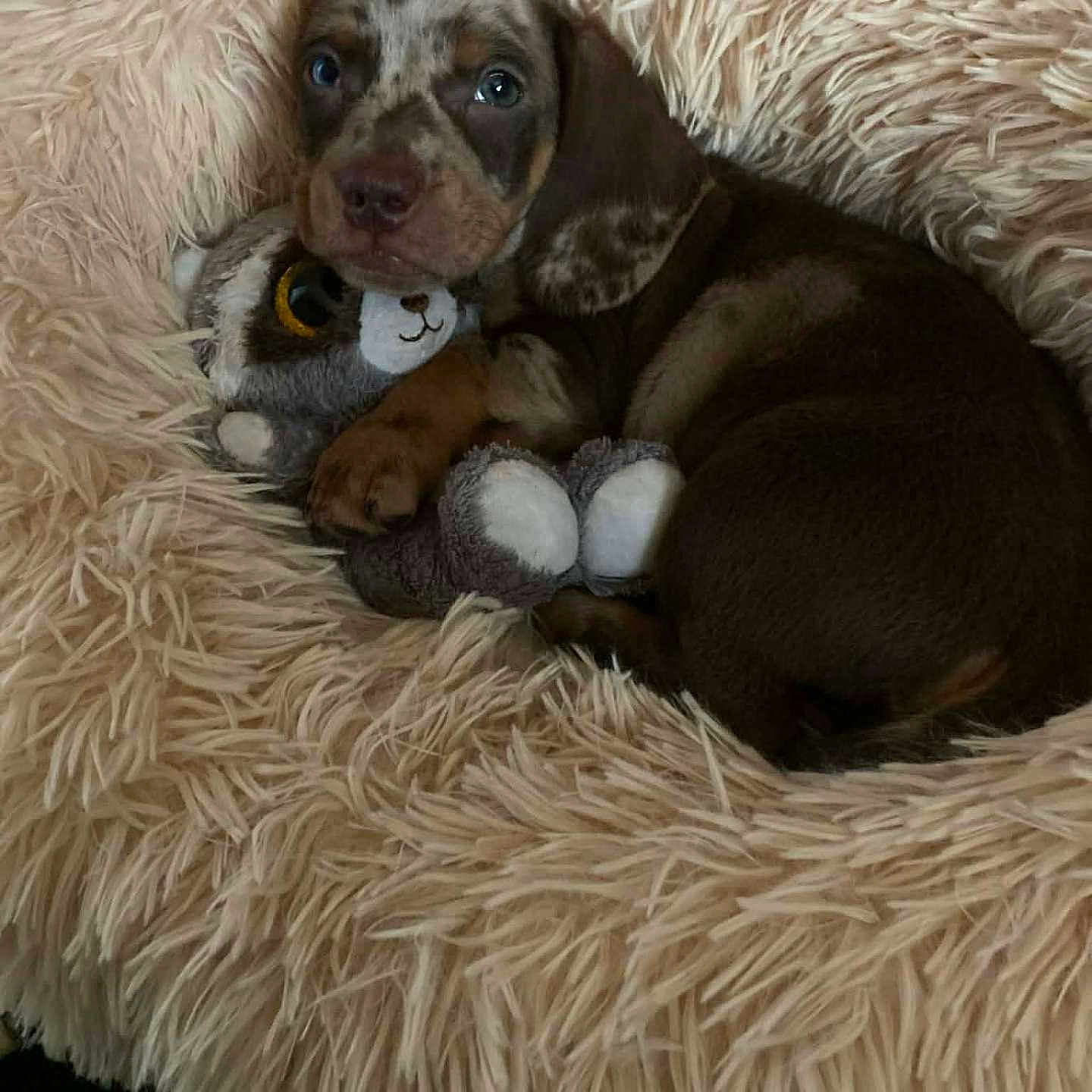 Artus a rejoint le concours — aidez-le/la à gagner de superbes lots ! animal, blanket, brown, comfort, cozy, cute, dog, fluffy, fur, indoors, pet, plush_toy, puppy, resting, sleepy, snuggling, soft, spotted, stuffed_animal, young