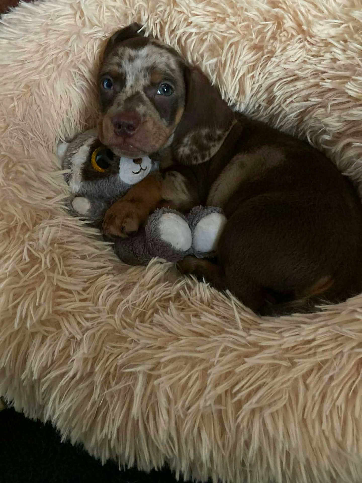 Artus a rejoint le concours — aidez-le/la à gagner de superbes lots ! puppy, dog, stuffed_animal, plush_toy, blanket, fluffy, cute, snuggling, pet, animal, fur, cozy, sleepy, resting, brown, spotted, indoors, soft, comfort, young