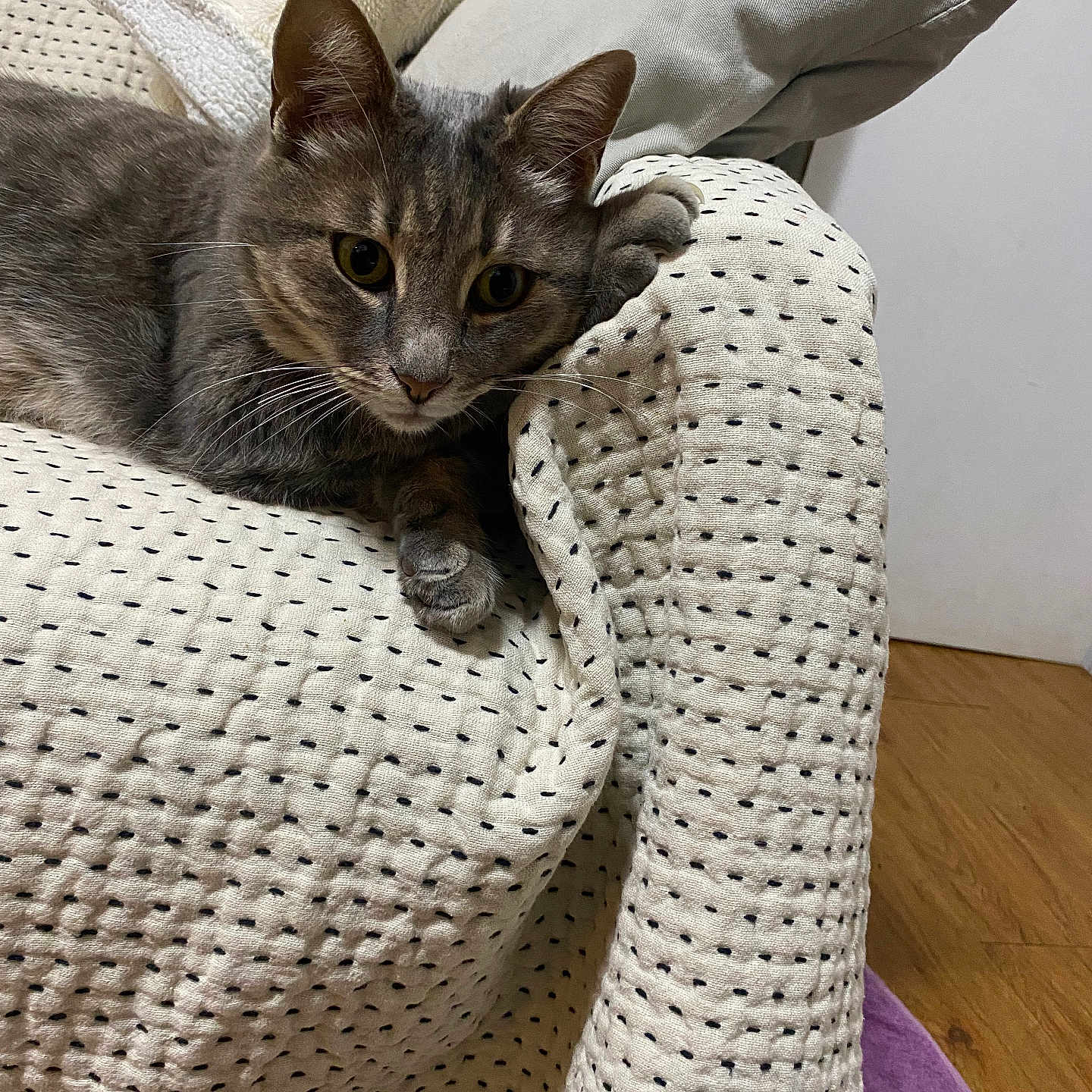 Titina participe au concours pour gagner de l'argent avec cette photo : blanket, cat, closeup, couch, cozy, eyes, feline, floor, gray_fur, indoor, lounging, paw, pet, pillow, portrait, quilt, relaxed, tabby, whiskers, wooden_floor