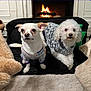 dog, small_dog, white_dog, curly_fur, sweater, plush_rug, fireplace, fire, cozy, indoor, furniture, cushion, carpet, pet, companion, cute, animal, warmth, relaxation, home