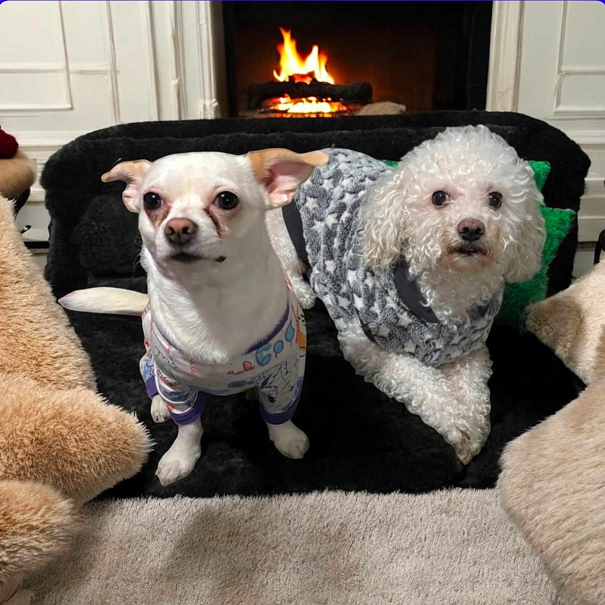 Chico And Rayden joined the competition — help win amazing prizes! animal, carpet, companion, cozy, curly_fur, cushion, cute, dog, fire, fireplace, furniture, home, indoor, pet, plush_rug, relaxation, small_dog, sweater, warmth, white_dog