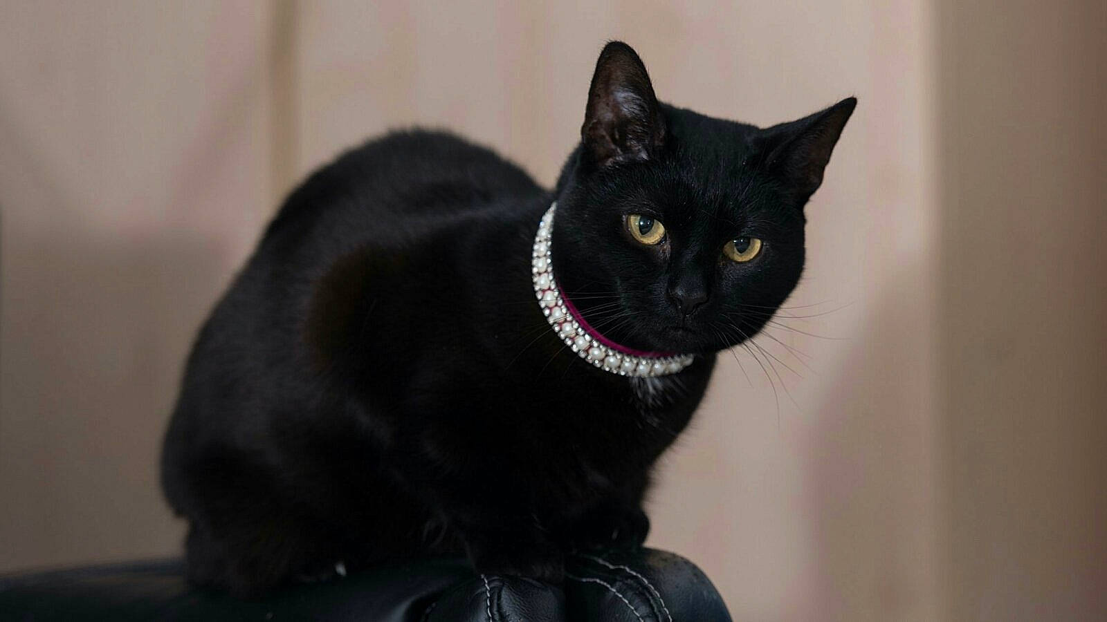 Robot is registered to the contest to win money with this photo: black_cat, bombay, carnivore, cat, collar, domestic_short_haired_cat, eye, felidae, fur, grey, havana_brown, small_to_medium_sized_cats, snout, tail, terrestrial_animal, whiskers