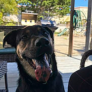 King is registered to the contest to win money with this photo: animal, canine, daytime, deck, dog, fence, grill, happy, hose, outdoor, pet, portrait, shadow, smiling, summer, sunlight, tongue, trees, wood, yard