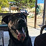 animal, canine, daytime, deck, dog, fence, grill, happy, hose, outdoor, pet, portrait, shadow, smiling, summer, sunlight, tongue, trees, wood, yard