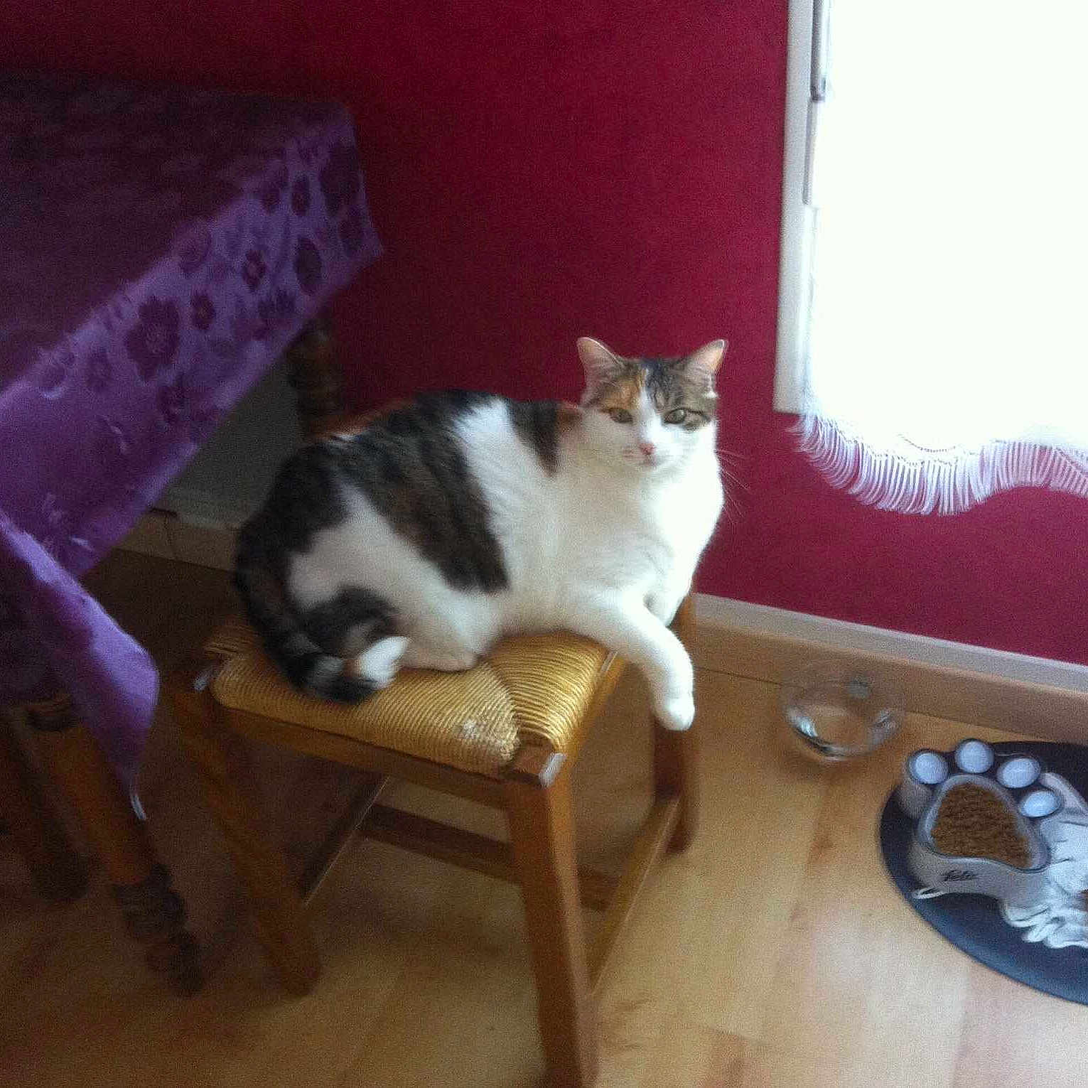 Indie participe au concours pour gagner de l'argent avec cette photo :