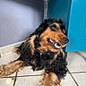 dog, spaniel, black_and_tan, long_hair, floppy_ears, smiling, open_mouth, teeth, sitting, pet, collar, indoor, tiled_floor, doorway, turquoise, portrait, happy, playful, shaggy_fur, funny_expression