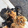 dogs, dog, pets, cavalier_spaniel, black_and_tan, golden_brown, fluffy, long_hair, paw, paw_pad, lying_down, belly_up, side_eye, playful, cute, animal_portrait, human_hand, tile_floor, outdoor_mat, cuddling