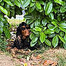 dog, cocker_spaniel, pet, animal, black_and_tan, long_hair, floppy_ears, brown_eyes, sitting, outdoor, garden, hedge, greenery, leaves, grass, fallen_leaves, nature, portrait, camouflage, watchful