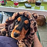 dog, puppy, bernese_mountain_dog, fluffy, teddy_bear_hood, black_and_brown, pet, animal, portrait, close_up, sitting, lap, human, indoor, kitchen, table, drinks, food, phone, cute