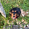 dog, black_and_tan, cocker_spaniel, pet, outdoor, garden, woodland, grass, ivy, tree, tree_trunk, rocks, stones, wood, leaves, greenery, pink_collar, tongue_out, happy, portrait