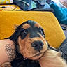 puppy, dog, black_and_tan, fluffy, close_up, portrait, face, nose, eyes, cuddling, pet, indoor, couch, yellow_cushion, tattoo, arm, home, sitting, adorable, photography