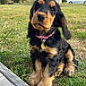 puppy, dog, cocker_spaniel, black_and_tan, pet, collar, outdoors, grass, sitting, portrait, cute, adorable, floppy_ears, brown_markings, animal, suburban, houses, parked_car, wooden_deck, daylight