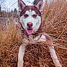 dog, husky, siberian_husky, blue_eyes, tongue_out, happy, portrait, outdoors, grass, tall_grass, dry_vegetation, brown_and_white, fluffy, pointed_ears, canine, pet, sitting, close_up, nature, winter