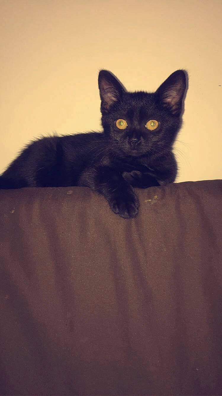 Démone a rejoint le concours — aidez-le/la à gagner de superbes lots ! asian, black, black_cat, bombay, burmese, carnivore, cat, devon_rex, domestic_short_haired_cat, ear, eye, felidae, fur, german_rex, kitten, mammal, small_to_medium_sized_cats, snout, vertebrate, whiskers