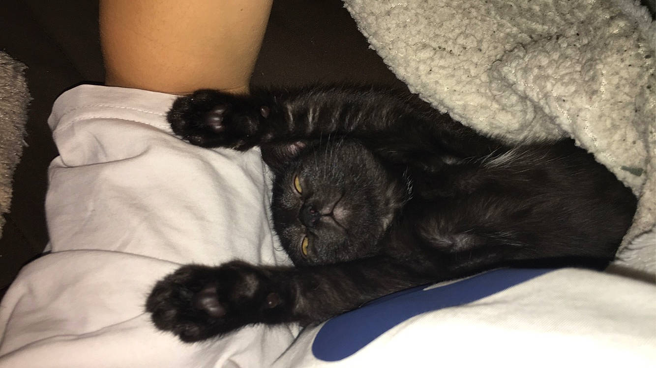 Démone a rejoint le concours — aidez-le/la à gagner de superbes lots ! black_cat, carnivore, cat, claw, comfort, domestic_short_haired_cat, ear, felidae, fur, kitten, nap, paw, sleep, small_to_medium_sized_cats, whiskers