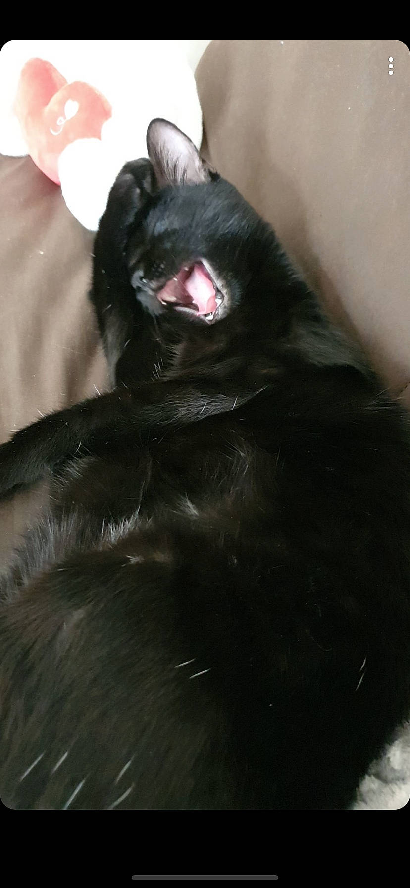 Démone participe au concours pour gagner de l'argent avec cette photo : black, black_hair, ear, fur, neck, snout