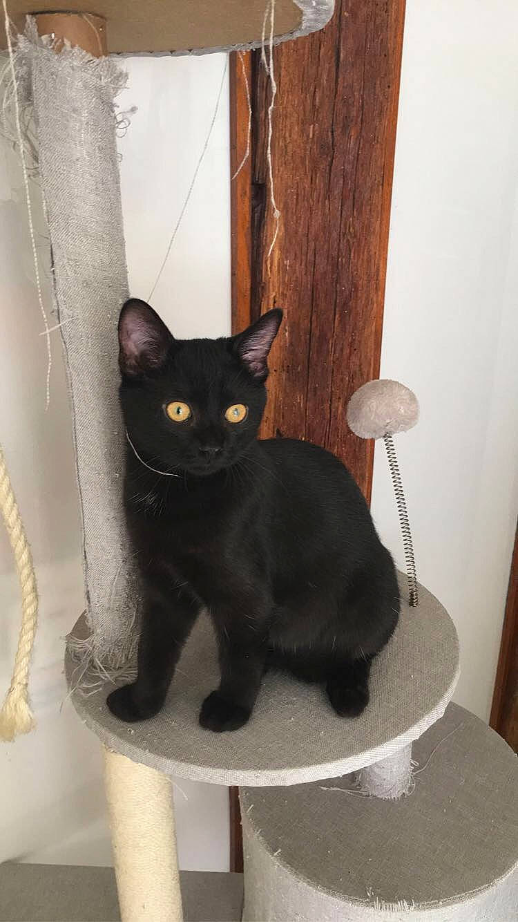 Démone participe au concours pour gagner de l'argent avec cette photo : asian, black_cat, bombay, burmese, carnivore, cat, chartreux, domestic_short_haired_cat, felidae, german_rex, havana_brown, korat, mammal, small_to_medium_sized_cats, tail, vertebrate, whiskers