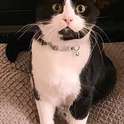 Fatman joined the competition — help win amazing prizes! alert, animal, bell, black_and_white, blanket, cat, closeup, collar, curious, cute, domestic, feline, fur, indoor, pet, portrait, sitting, texture, whiskers, yellow_eyes