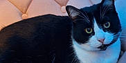 Fatman is registered to the contest to win money with this photo: animal, black_and_white, cat, close_up, cozy, curious, cute, domestic, ears, feline, fur, indoor, looking_at_camera, pet, pink_chair, portrait, relaxed, soft_lighting, tufted_chair, whiskers