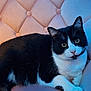animal, black_and_white, cat, close_up, cozy, curious, cute, domestic, ears, feline, fur, indoor, looking_at_camera, pet, pink_chair, portrait, relaxed, soft_lighting, tufted_chair, whiskers