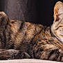 animal, cat, closeup, cute, domestic_animal, ears, feline, fur, indoor, lying_down, mammal, pet, relaxed, resting, sleepy, soft_surface, striped, tabby, tail, whiskers
