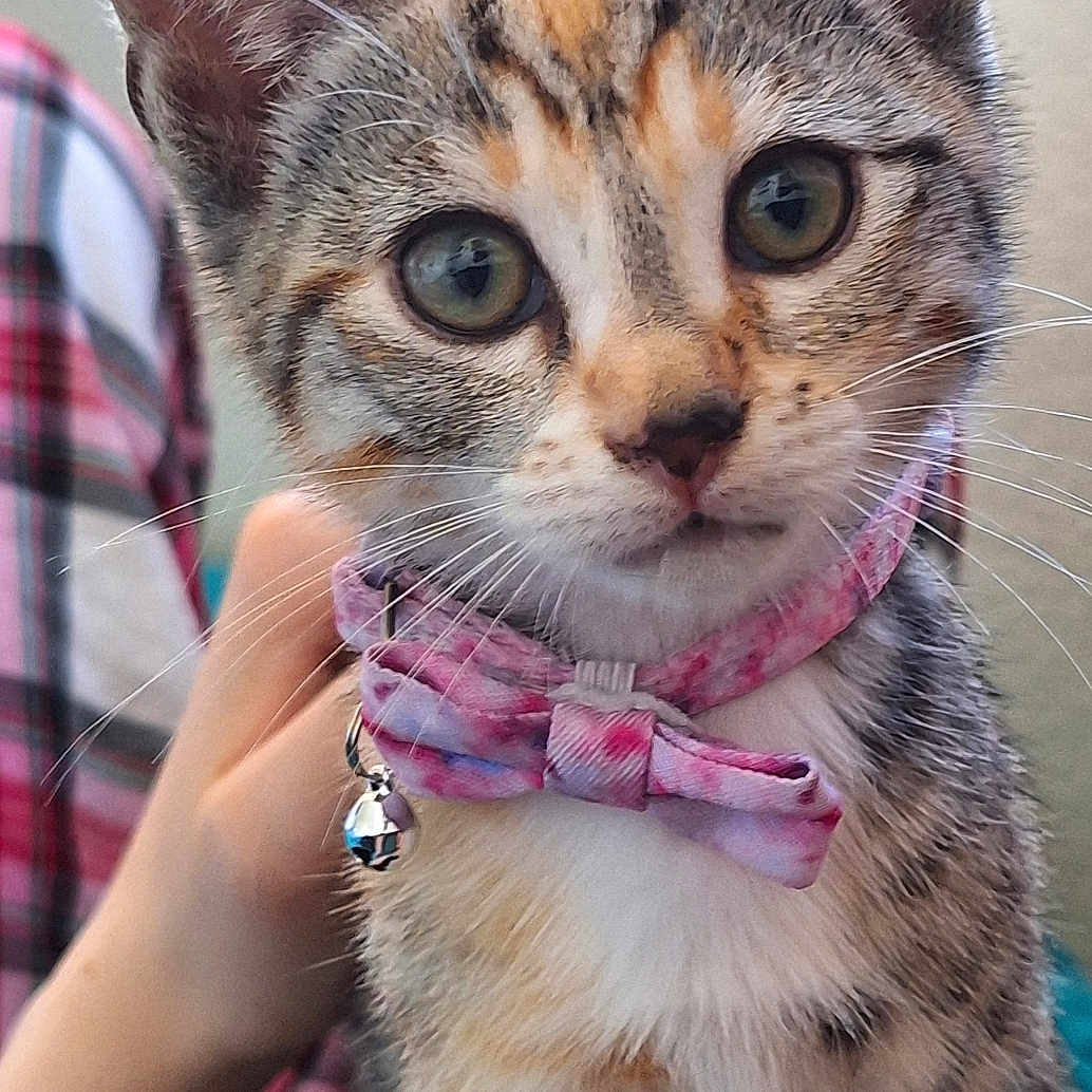 Feeby is registered to the contest to win money with this photo: animal, bell, cat, close_up, collar, cute, domestic_cat, ears, eyes, fur, hand, indoor, kitten, mammal, pet, pink_bow, striped, tabby, whiskers, young