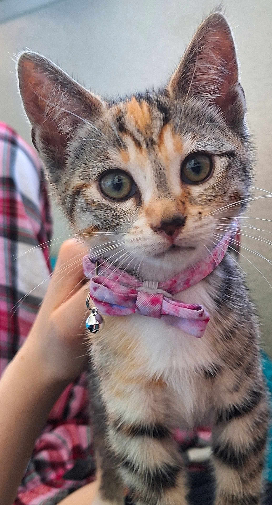 Feeby is registered to the contest to win money with this photo: animal, bell, cat, close_up, collar, cute, domestic_cat, ears, eyes, fur, hand, indoor, kitten, mammal, pet, pink_bow, striped, tabby, whiskers, young