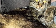 Furbyington joined the competition — help win amazing prizes! animal, cat, closeup, couch, cozy, cute, domestic, face, feline, fur, indoor, laying, paw, pet, relaxed, resting, sleepy, tabby, whiskers, yellow_eyes