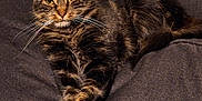 Furbyington joined the competition — help win amazing prizes! animal, cat, couch, crossed_paws, cushion, cute, domestic_cat, ears, feline, fur, indoor, looking_at_camera, mammal, paws, pet, portrait, relaxed, resting, tabby_cat, whiskers