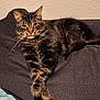 Furbyington joined the competition — help win amazing prizes! animal, cat, couch, crossed_paws, cushion, cute, domestic_cat, ears, feline, fur, indoor, looking_at_camera, mammal, paws, pet, portrait, relaxed, resting, tabby_cat, whiskers
