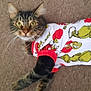 animal, carpet, cat, christmas, costume, cute, domestic_animal, ears, eyes, feline, grinch, holiday, indoor, looking, mammal, paws, pet_clothing, relaxed, tabby, whiskers
