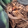 Furbyington is registered to the contest to win money with this photo: animal, cat, close_up, cozy, cute, domestic_cat, feline, fur, green_fabric, mouth_open, nap, peaceful, pet, portrait, resting, sleeping, soft, tabby, teeth, whiskers