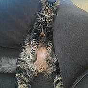 Furbyington joined the competition — help win amazing prizes! animal, cat, comfortable, couch, cozy, domestic, feline, fluffy, fur, indoor, lazy, mammal, nap, pet, relaxed, resting, sleeping, soft_lighting, tabby, whiskers