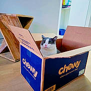 Doruk is registered to the contest to win money with this photo: animal, box_lid, cardboard_box, cat, container, curious, cute, domestic_cat, floor, furniture, home, indoor, pet, relaxed, room, shelf, sitting, storage, wide_eyes, wooden_floor