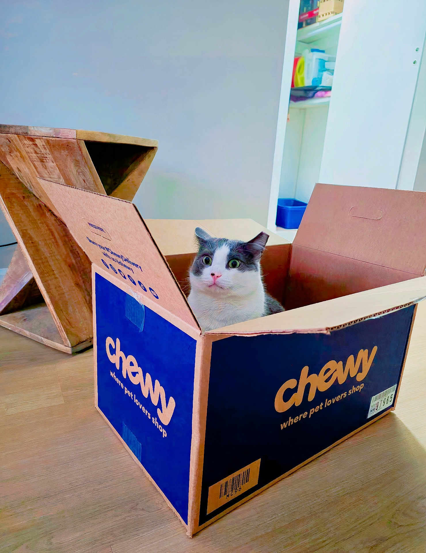 Doruk is registered to the contest to win money with this photo: animal, box_lid, cardboard_box, cat, container, curious, cute, domestic_cat, floor, furniture, home, indoor, pet, relaxed, room, shelf, sitting, storage, wide_eyes, wooden_floor