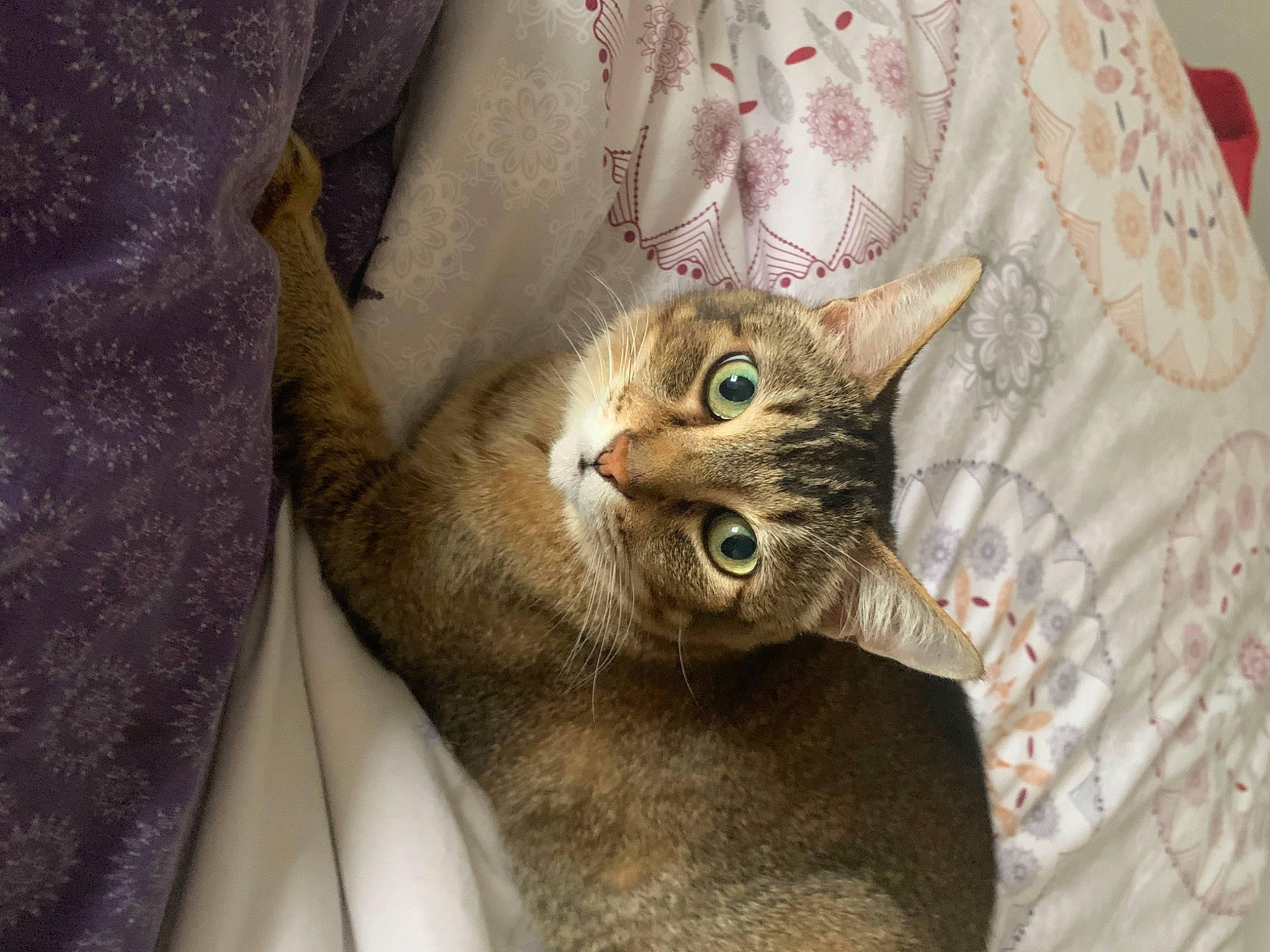 Diego participe au concours pour gagner de l'argent avec cette photo : carnivore, cat, claw, comfort, domestic_short_haired_cat, ear, fawn, felidae, fur, linens, sleeve, small_to_medium_sized_cats, snout, whiskers