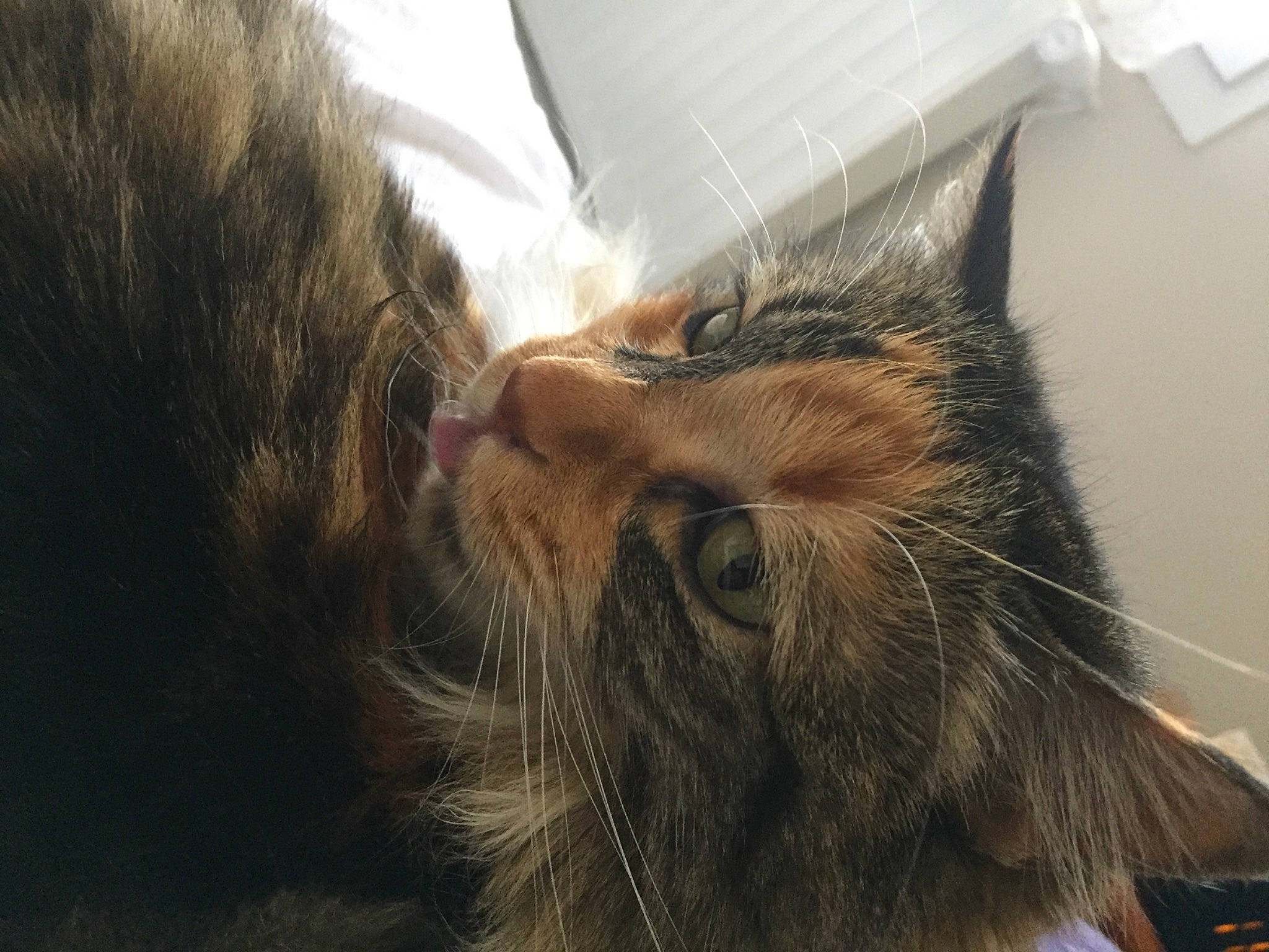 Lilou a rejoint le concours — aidez-le/la à gagner de superbes lots ! carnivore, cat, close_up, ear, felidae, fur, nose, small_to_medium_sized_cats, snout, somali, tabby_cat, whiskers