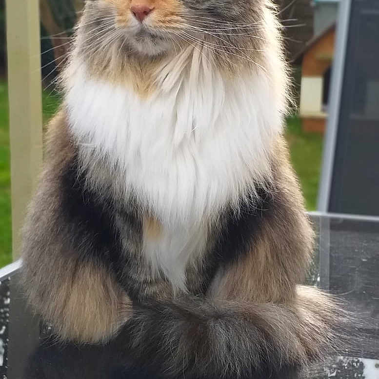 Lilou