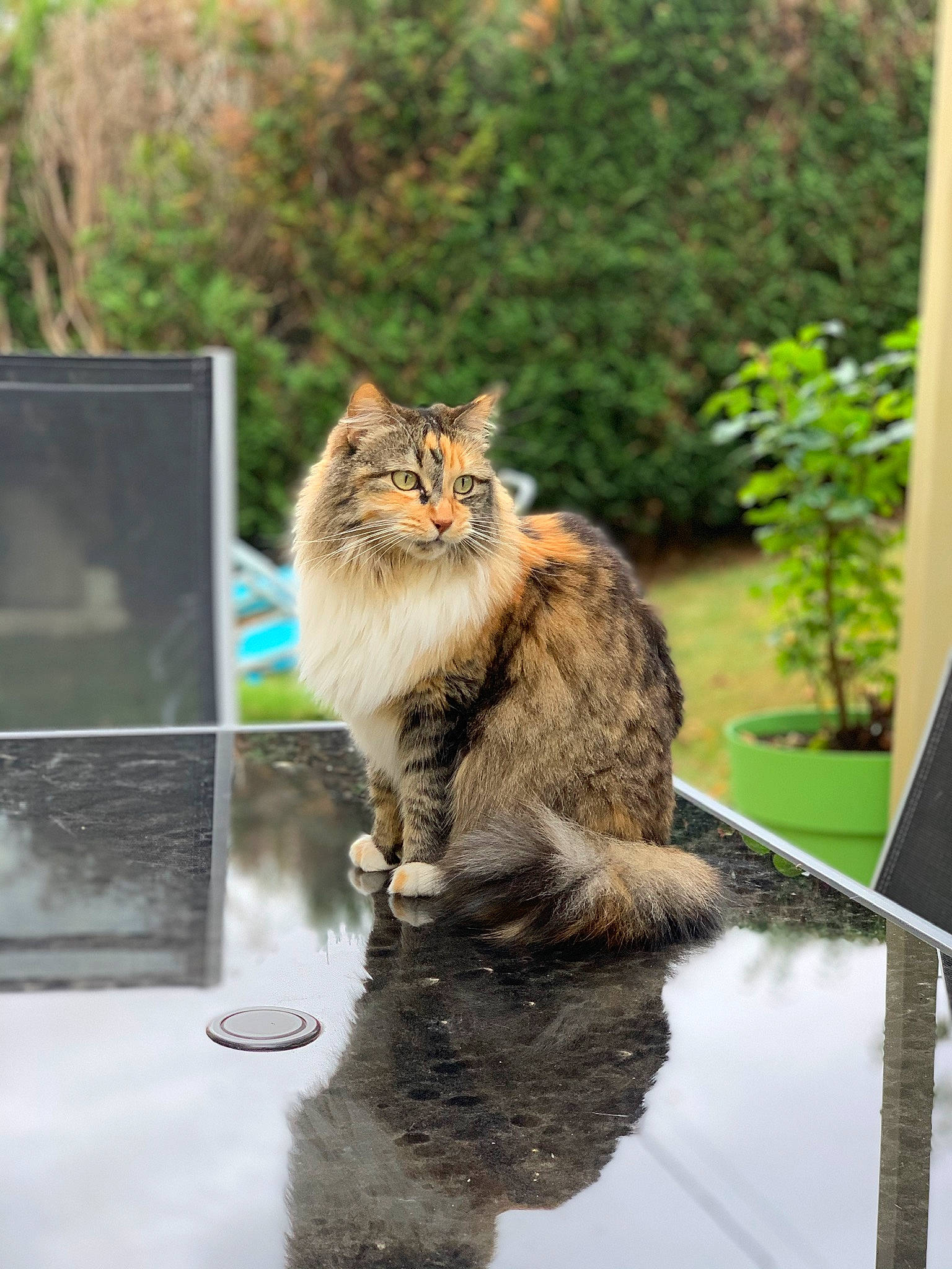 Lilou participe au concours pour gagner de l'argent avec cette photo : american_curl, asian_semi_longhair, british_semi_longhair, carnivore, cat, domestic_long_haired_cat, domestic_short_haired_cat, european_shorthair, felidae, maine_coon, mammal, norwegian_forest_cat, siberian, small_to_medium_sized_cats, somali, tabby_cat, tail, vertebrate, whiskers, wild_cat